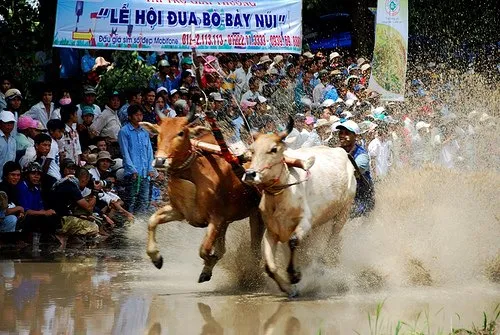 Ảnh chụp cuộc đua bò truyền thống ở vùng Bảy Núi, hai đôi bò kéo bừa chạy trên ruộng bùn
