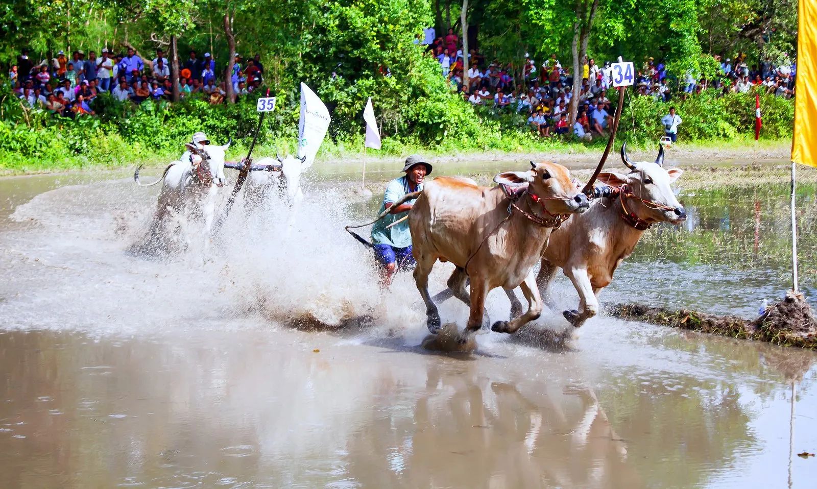 Ảnh chụp một lượt đua bò trên đường bùn tại lễ hội vùng Bảy Núi, gần chùa Tà Miệt